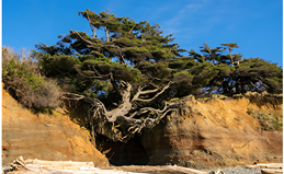 The Tree of Life, Kalaloch Beach: A Symbol of Stoic Resilience | Citadel Supply House Discover Washington's awe-inspiring Tree of Life at Kalaloch Beach. Learn the story of this remarkable Sitka spruce and the powerful lessons it teaches about resilience and enduring against all odds.